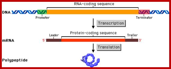 [prokaryotic%2520mrna%255B5%255D.gif]