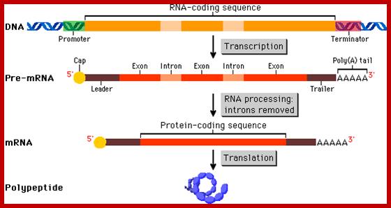 eukarotic mRNA