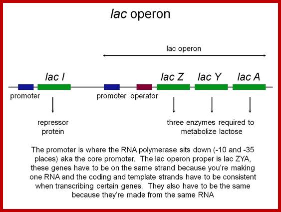 lactose operon map