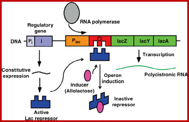 Image result for Prokaryotic Lac Z-mRNA-2010-2015