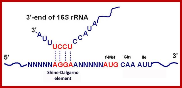 The Shine-Dalgarno element in prokaryotic RNAs