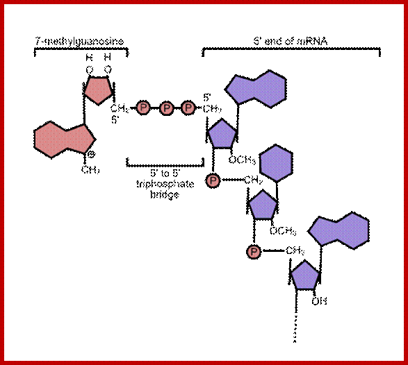 Image result for Eukaryotic mRNAs