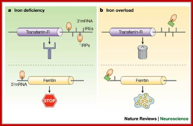 Iron, brain ageing and neurodegenerative disorders