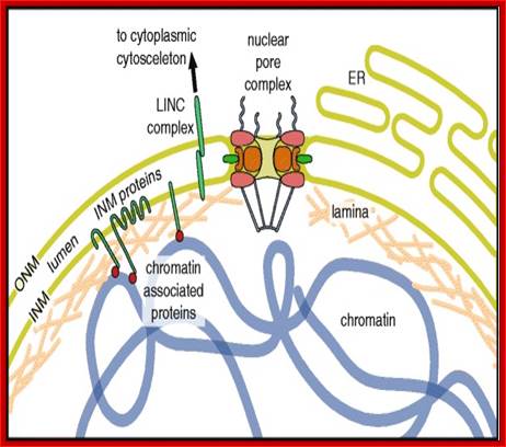 File:Structural Components of the Nuclear Envelope.jpg