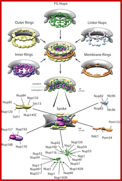 Localization of major substructures and their component nucleoporins in the NPC.