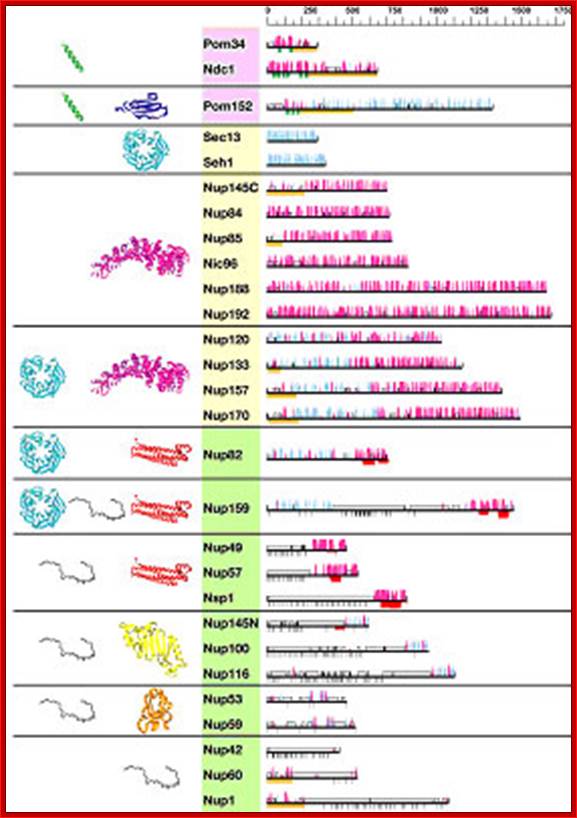 Predicted secondary structure maps of nups.