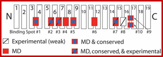 Importin-β schematic