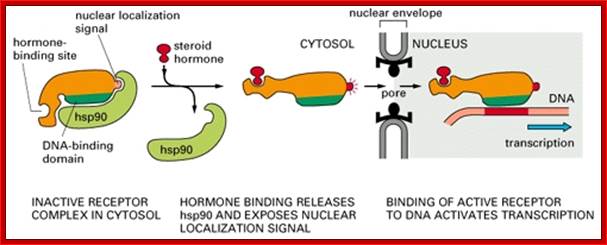 Figure 12-19. The nuclear import of the glucocorticoid receptor.