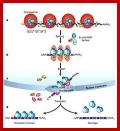 Image result for coupling of pre-mRNA splicing and nonsense-mediated decay