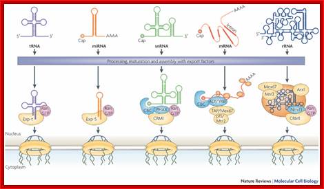 Exporting RNA from the nucleus to the cytoplasm