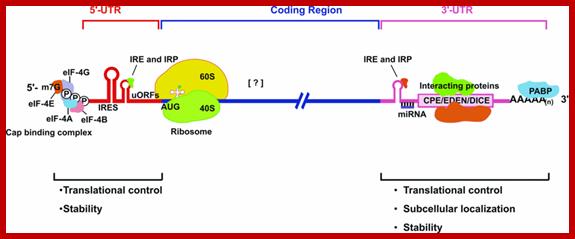 http://www.biolcell.org/boc/101/0251/boc1010251a01.gif