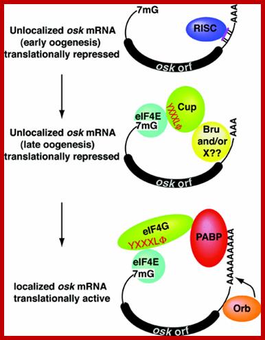 localised translation regulation