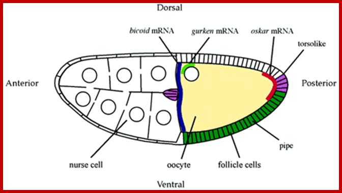 http://www2.gurdon.cam.ac.uk/~stjohnstonlab/Pics/oocyteembo.gif