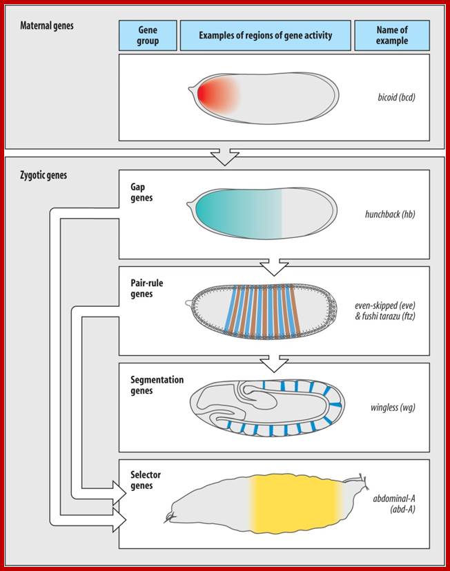 http://www.mun.ca/biology/desmid/brian/BIOL3530/DEVO_02/ch02f08.jpg