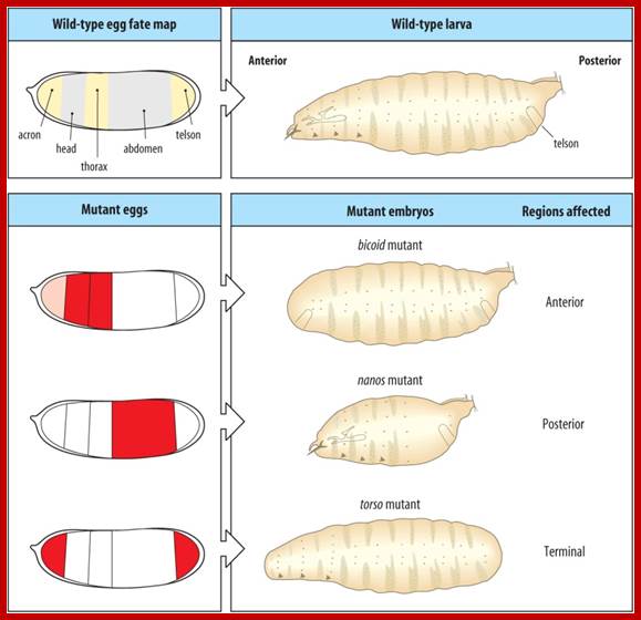 http://www.mun.ca/biology/desmid/brian/BIOL3530/DEVO_02/ch02f09.jpg