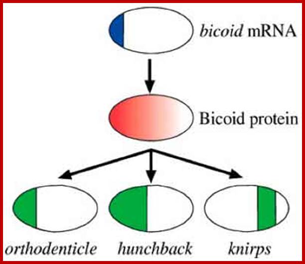 bicoid_summary.jpg