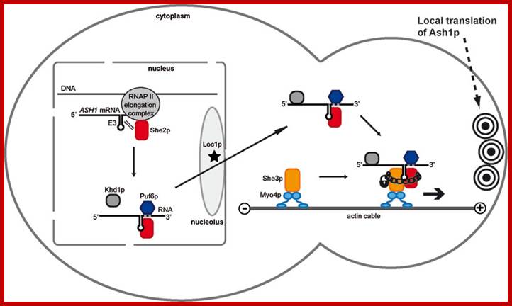 http://www.landesbioscience.com/curie/images/chapters/Niessing2color.jpg