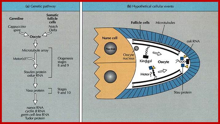 http://ars.sciencedirect.com/content/image/1-s2.0-S0960982200000683-gr7.jpg