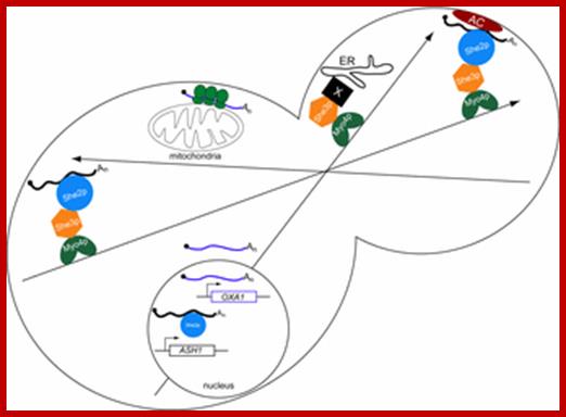 http://www.biolcell.org/boc/097/0075/boc0970075f02.gif