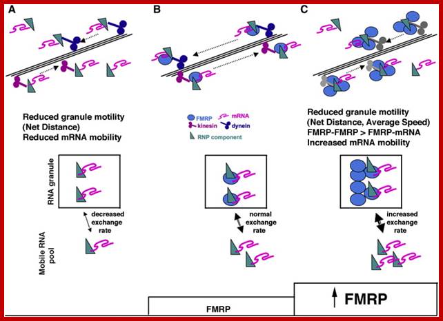 http://origin-ars.sciencedirect.com/content/image/1-s2.0-S1044743108001607-gr5.jpg