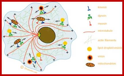 http://chaos.utexas.edu/wp-uploads/2010/02/cell-motors-filaments.jpg