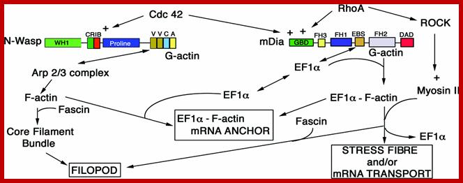 http://www.biolcell.org/boc/097/0097/boc0970097u01.gif