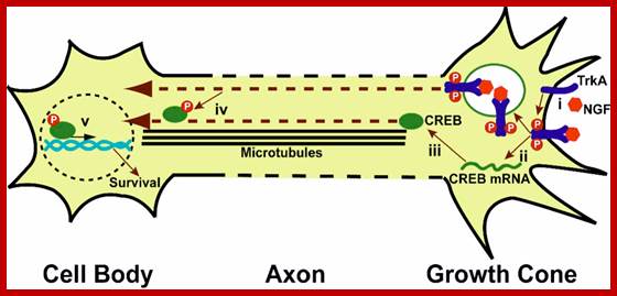 http://jaffreylab.org/images/axonalcreb.jpg