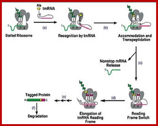 fig 6. Trans-translation model for tmRNA-mediated protein tagging and ribosome rescue. From Trans-Translation: The tmRNA-Mediated Surveillance Mechanism for Ribosome Rescue, Directed Protein Degradation, and Nonstop mRNA Decay.