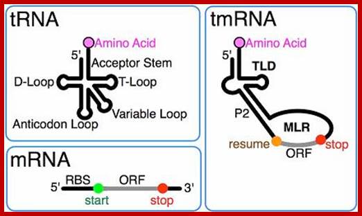 tmRNA structure