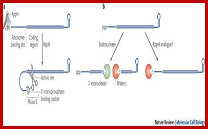 All things must pass: contrasts and commonalities in eukaryotic and bacterial mRNA decay