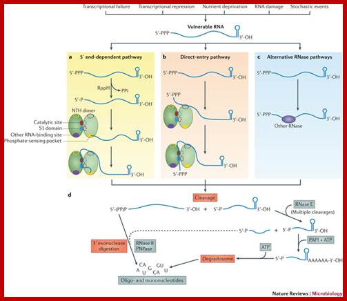 RNase E: at the interface of bacterial RNA processing and decay