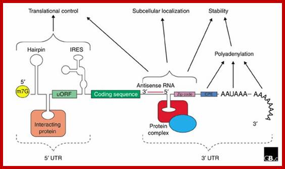 http://genomebiology.com/content/figures/gb-2002-3-3-reviews0004-1.jpg