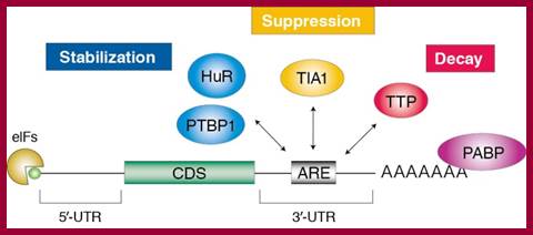 Image result for Adenine-uracil-rich element (ARE)-mediated mRNA decay (NMD)