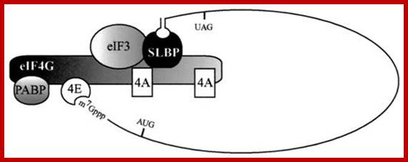 http://mcb.asm.org/content/vol22/issue22/images/large/mb2220979010.jpeg