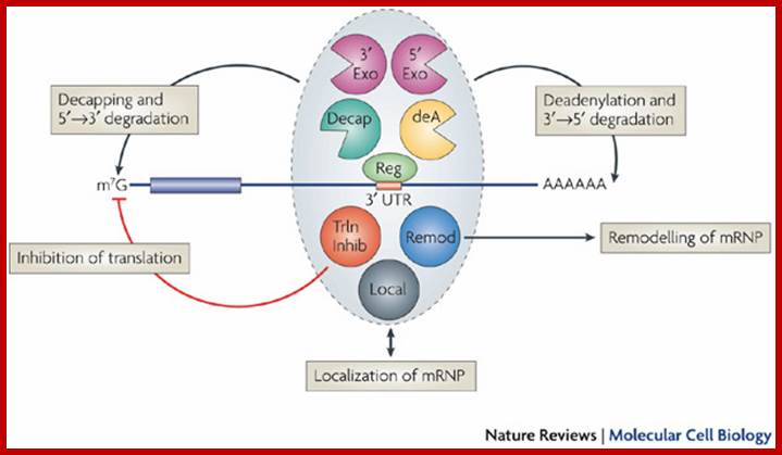 Multifunctional deadenylase complexes diversify mRNA control