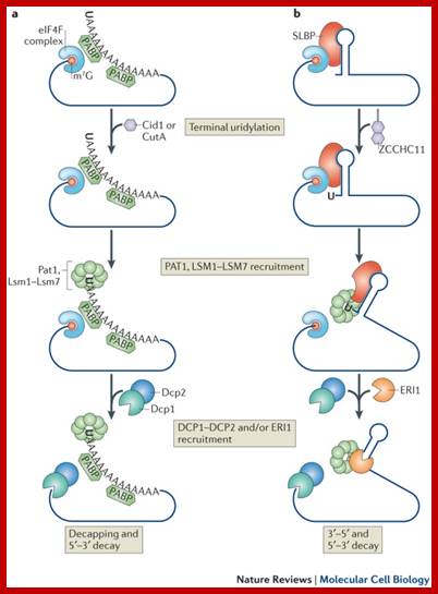 Uridylation of cytoplasmic mRNAs.