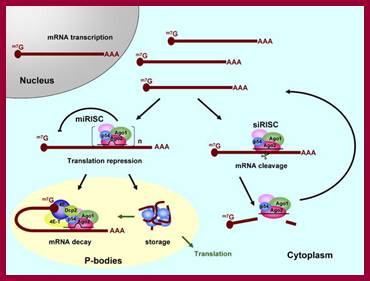 RNAi.jpg