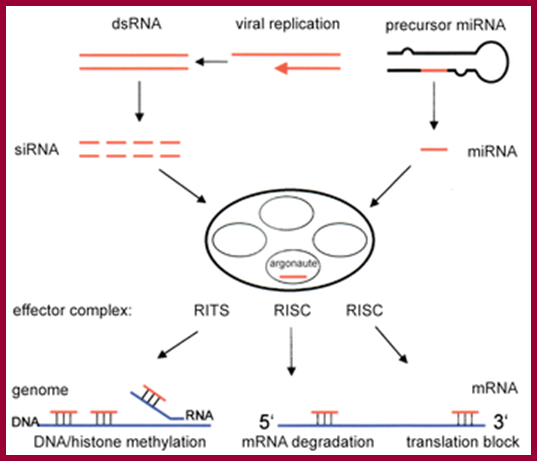 http://upload.wikimedia.org/wikipedia/commons/thumb/f/f0/RNAi-simplified.png/350px-RNAi-simplified.png