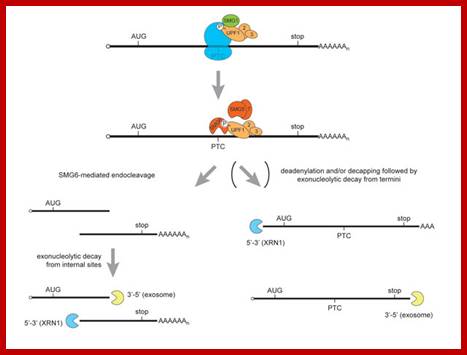 The mutated area of the nonsense mRNA is recognized by specific NMD factors 