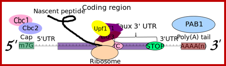 http://www.genesilico.pl/rnapathwaysdb/site_media/images/step_pictures/mRNA_with_PTC_and_ribosome_yeast_Upf3.png