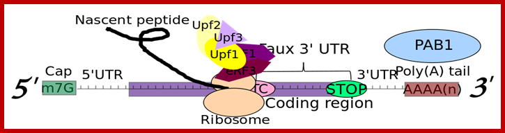 http://www.genesilico.pl/rnapathwaysdb/site_media/images/step_pictures/mRNA_with_PTC_and_ribosome_yeast_Upf3_2_1_noCBC.png