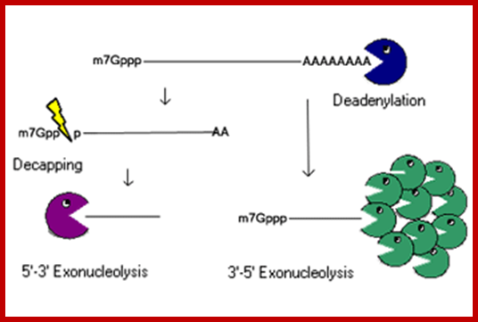 http://labs.biology.ucsd.edu/lykkeandersen/Images/decay_splash.gif