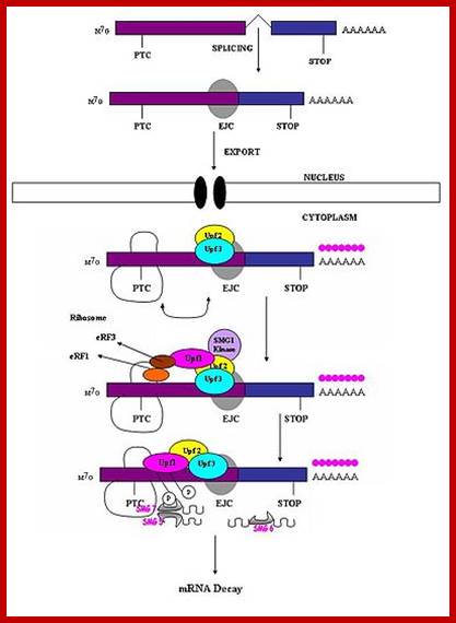 400px-Vertebratemechanism