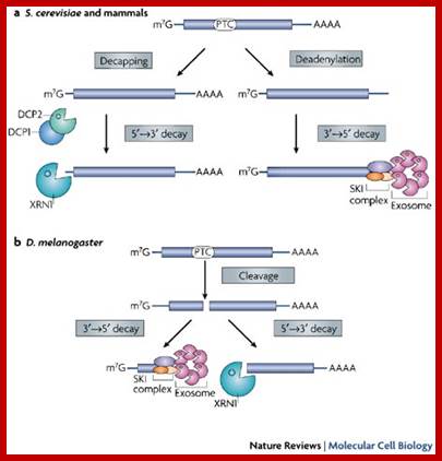 P bodies: at the crossroads of post-transcriptional pathways