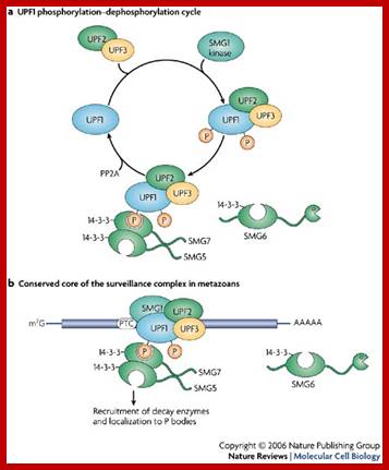 P bodies: at the crossroads of post-transcriptional pathways