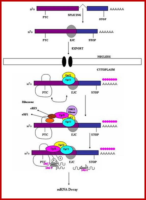 http://upload.wikimedia.org/wikipedia/commons/thumb/4/4b/Vertebratemechanism.jpg/400px-Vertebratemechanism.jpg