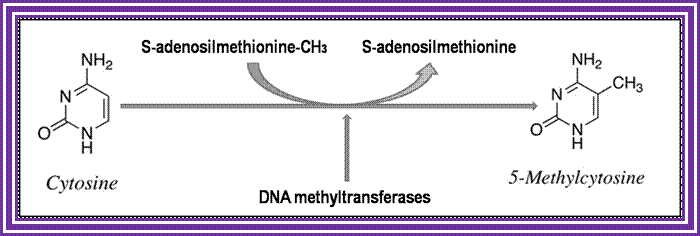 DNA Methylation Research Methods Figure 1