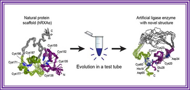 artificial-enzyme-capable-of-joining-two-segments-of-RNA