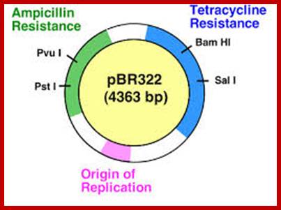 Image result for pBR322 plasmids