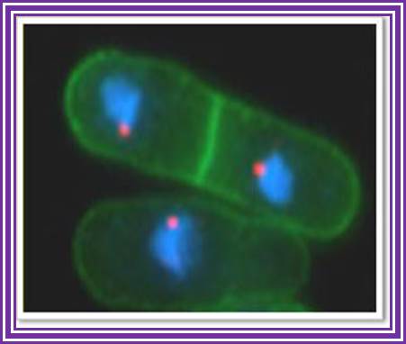 Fission yeast